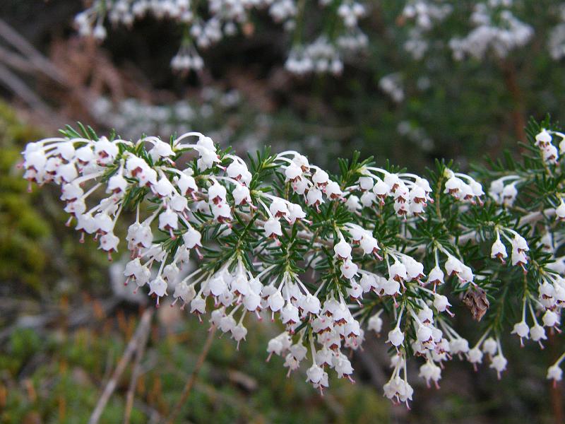 Urze-molar ou Betouro (Erica arborea)1.JPG